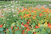 France, Pas de Calais, Saint Omer, Audomarois marshes (wetland classified Biosphere Reserve by UNESCO), nasturtiums and gerberas