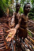 Indonesia, West Papua, Mabul, Korowai expedition, pick-up of succulent palmist larvae, a delicious dish