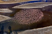 Kenia, Magadi-See, Rift Valley, Zwergflamingos (Phoeniconaias minor) (Luftaufnahme)