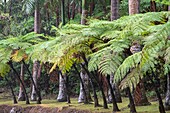 Mauritius, Savanne district, Grand Bois, Domaine de Bois Chéri, the largest tea producer in Mauritius, the park of the domain