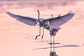 France, Somme, Somme Bay, Le Crotoy, Crotoy marsh, Great Egret fishing (Ardea alba)