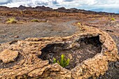 Ecuador, Galapagos-Archipel, von der UNESCO zum Weltnaturerbe erklärt, Insel Isabela (Albemarie), Lavatunnel auf dem Vulkan Chico