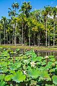 Mauritius, Pamplemousses district, Pamplemousses, Sir Seewoosagur Ramgoolam botanical garden, white lotus pond