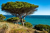 Spanien, Andalusien, Provinz Cadix, Barbate, Seekiefer am Meer