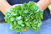 France, Pas de Calais, Blessy, cress harvest in a watercress