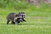 Vereinigte Staaten, Minnesota, Waschbär (Procyon lotor), läuft im Gras, gefangen