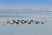 France, Somme, Baie de Somme, Le Hourdel, the Hourdel mollières covered by a great tide, on this occasion you can see the hunting huts rise and float