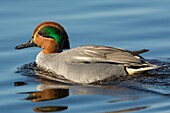 France, Somme, Somme Bay, Le Crotoy, Crotoy marsh, Eurasian Teal (Anas crecca)