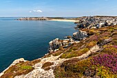 France, Finistère (29), Cornouaille, Crozon Peninsula, Camaret-sur-Mer, Pen-Hir Point in the Iroise Sea, the heather forms beautiful colorful carpets