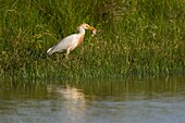 France, Somme, Somme Bay, Le Crotoy, Crotoy marsh, Western Cattle Egret (Bubulcus ibis) fishing with a fish in the beak