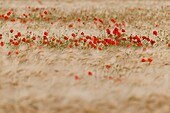 Frankreich,Somme,Baie de Somme,Saint-Valery-sur-Somme,Mohnblumen (Papaver rhoeas)