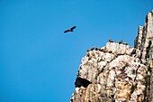 Spanien,Extremadura,Nationalpark Monfragüe,Gänsegeier (Gyps Geier)