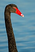 France, Somme, Somme Bay, Le Crotoy, Crotoy marsh, Black Swan (Cygnus atratus)