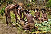 Papua New Guinea, Simbu Province, Kagaï village, preparation of a traditionnal feast called Mumu during which a pig is stewed with white-hot stones in buried banana leaves