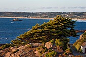 United Kingdom, Channel Islands, Jersey, La Corbière Point, the La Rocco Tower in St Ouen's Bay in the background