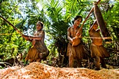 Indonesia, West Papua, Mabul, Korowai expedition, sagou palm-tree, preparation