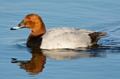 France, Somme, Somme Bay, Le Crotoy, Crotoy marsh, Common Pochard (Aythya ferina)