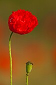 Frankreich,Somme,Baie de Somme,Saint-Valery-sur-Somme,Mohnblumen (Papaver rhoeas)