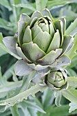 France, Pas de Calais, Saint Omer, Audomarois marsh (wetland classified Biosphere Reserve by UNESCO), artichoke cultivation