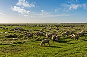 Frankreich,Somme,Baie de Somme,Saint-Valery-sur-Somme,Cap Hornu,Gesalzene Wiesenschafe in der Baie de Somme