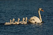 France, Somme, Somme Bay, Le Crotoy, Crotoy Marsh, juvenile mute Swan (Cygnus olor, Mute Swan)