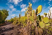 Ecuador, Galapagos archipelago, listed as World Heritage by UNESCO, Isabela Island (Albemarie), candelabra cactus or candelabra spurge (Euphorbia candelabrum) and endemic Galapagos prickly pear (Opuntia echios) border a volcanic black sand hiking trail of the Wetlands Complex and Wall of Tears