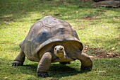 Mauritius, Pamplemousses district, Pamplemousses, Sir Seewoosagur Ramgoolam botanical garden, giant Seychelles tortoises (Aldabrachelys gigantea)