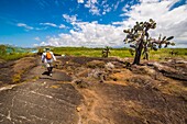 Ecuador, Galápagos archipelago, listed as World Heritage by UNESCO, Isabela Island (Albemarie), Wetland complex and Wall of Tears, hike on the volcanic coast towards a lava tunnel on the edge of the mangrove