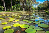 Mauritius, Pamplemousses district, Pamplemousses, Sir Seewoosagur Ramgoolam botanical garden, pond of giant water lilies (Victoria amazonica)