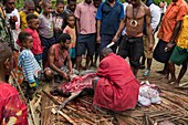 Papua New Guinea, Gulf Province, Toare Village, traditional feast called Mumu, preparation of a pig