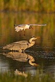 France, Somme, Somme Bay, Le Crotoy, Crotoy marsh, Gray Heron (Ardea cinerea, Gray Heron) attacked by seagulls that protect their juvenile