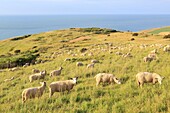 Frankreich,Pas de Calais,Escalles,Cap Blanc Nez (als Grand Site de France ausgezeichnet und Teil des regionalen Naturparks der Kappen und Sümpfe von Opal),Schafe der Rasse Boulogne auf den Weiden