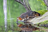 Vereinigte Staaten,Minnesota,Kreuzfuchs ist eine Varietät des Rotfuchses (Vulpes vulpes),in Gefangenschaft