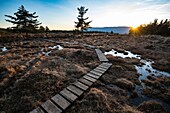 France, Ardeche, Parc Naturel des Monts d'Ardeche, Montselgues, Narcettes's bog