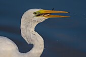 France, Somme, Somme Bay, Le Crotoy, Crotoy marsh, Great Egret fishing (Ardea alba)