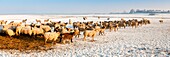 France, Somme, Baie de Somme, Saint-Valery-sur-Somme, Cap Hornu, Salted meadow sheep in Baie de Somme