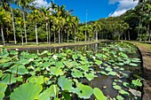 Mauritius, Pamplemousses district, Pamplemousses, Sir Seewoosagur Ramgoolam botanical garden, white lotus pond