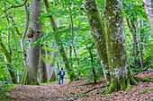 Frankreich,Allier,Saint-Bonnet-Troncais,Troncais-Wald,Bourbonnais