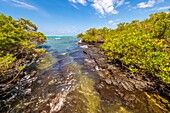 Ecuador,Galápagos-Archipel,von der UNESCO zum Weltkulturerbe erklärt,Insel Isabela (Albemarie),Feuchtgebietskomplex und Mauer der Tränen,maritimer Zugang zum Mangrovenlabyrinth