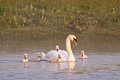 France, Somme, Somme Bay, Le Crotoy, Crotoy Marsh, juvenile mute Swan (Cygnus olor, Mute Swan)