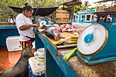 Ecuador,Galapagos-Archipel,von der UNESCO zum Weltkulturerbe erklärt,Insel Santa Cruz,Puerto Ayora,Fischmarkt