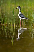 Frankreich,Somme,Baie de Somme,Saint-Quentin-en-Tourmont,Naturschutzgebiet der Bucht von Somme,Ornithologischer Park Marquenterre,Stelzenläufer (Himantopus himantopus)