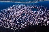 Kenia,Magadi-See,Rift Valley,Zwergflamingos (Phoeniconaias minor),in der Morgendämmerung bei der Sexualdarstellung (Luftaufnahme)