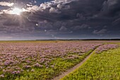 France, Somme, Baie de Somme, Le Crotoy, Beaches of the Maye, Carpet of sea lilac (wild statices) in the Bay of Somme