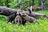 Vereinigte Staaten,Minnesota,Wolff (Canis lupus),Erwachsener mit Jungtieren,in Gefangenschaft