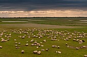 Frankreich,Somme,Baie de Somme,Saint-Valery-sur-Somme,Cap Hornu,Gesalzene Wiesenschafe in der Baie de Somme