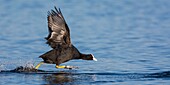 France, Somme, Baie de Somme, Le Crotoy, Crotoy marsh, run of coot on the surface of the pond (Fulica atra, Eurasian Coot)