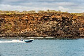 Ecuador,Galapagos-Archipel,von der UNESCO zum Weltkulturerbe erklärt,ein Fischer läuft entlang der Küstenklippen im Nordosten der Insel Santa Cruz