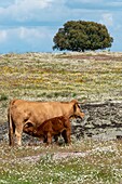 Spain, Estremadura, Los Barruecos natural monument, cow, mother and young in the fields