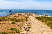 Frankreich,Finistère (29),Cornouaille,Plogoff,Pointe du Raz,felsige Landzunge,die den am weitesten fortgeschrittenen Teil westlich von Kap Sizun bildet,mit Blick auf das Meer der Iroise